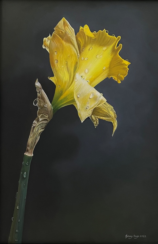 Narcissus, 2022 – Botanical oil painting on panel, 35 x 24 cm – Ginny Page